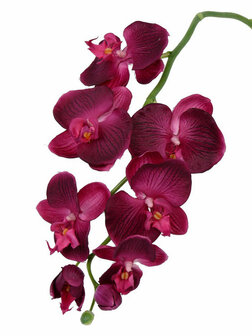 Phalaenopsis paars